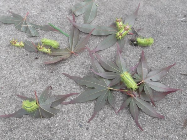 富士フイルム FinePix JX300で撮影された写真 - 価格.com