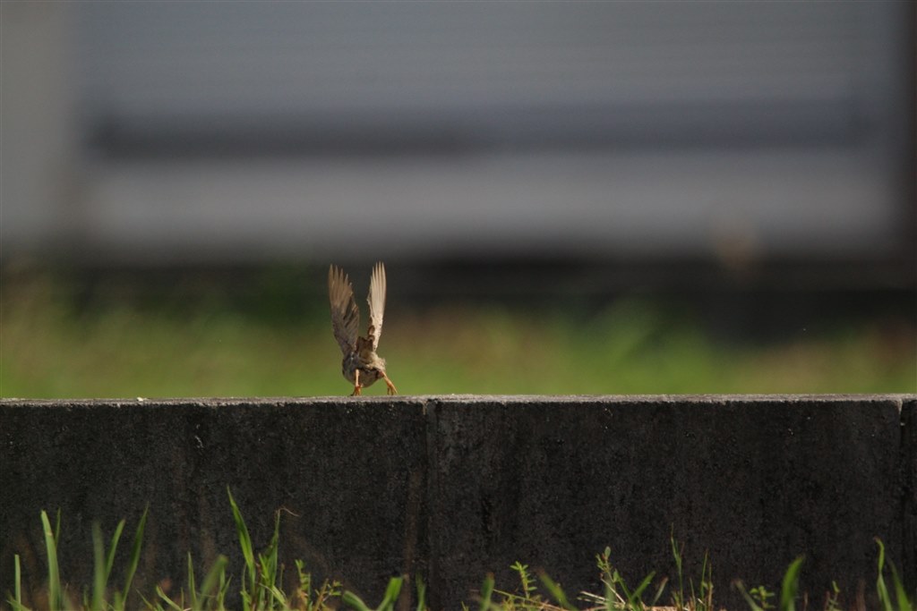 幼稚園の運動会でEOS 70Dの連写機能は必要でしょうか。』 CANON EOS