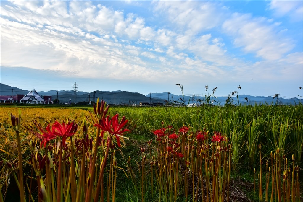 作例。』 ニコン AI AF Zoom-Nikkor 24-85mm f/2.8-4D IF のクチコミ