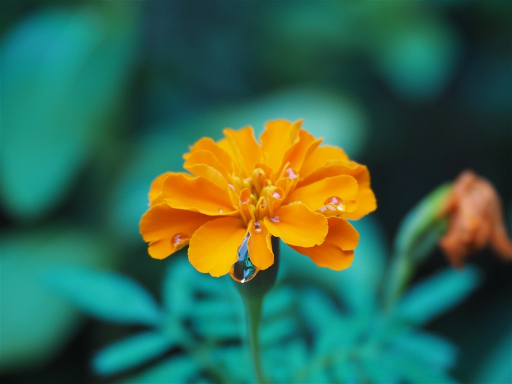 m.zuiko 25mm と lumix g macro 30mm』 パナソニック LUMIX G m.zuiko 25mm と lumix g macro 30mm』 パナソニック LUMIX G