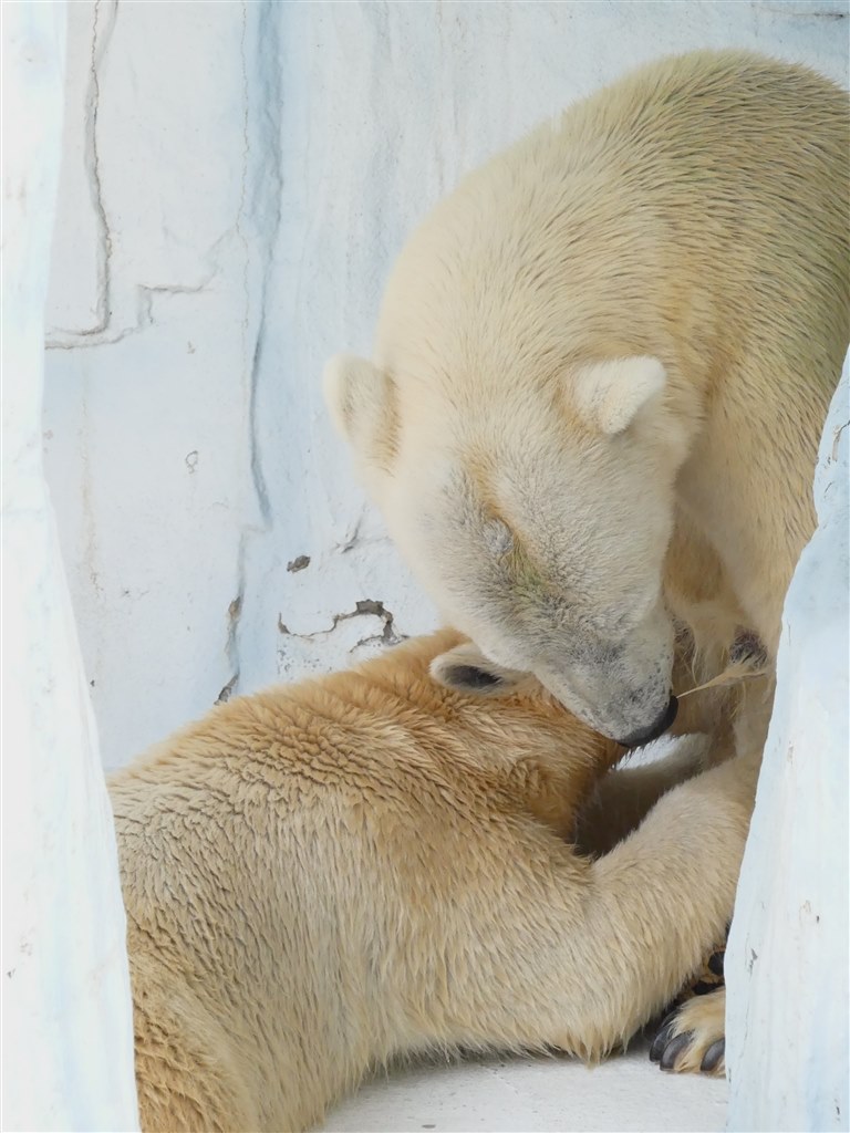 動物園で初撮り』 パナソニック LUMIX DMC-FZ300 のクチコミ掲示板