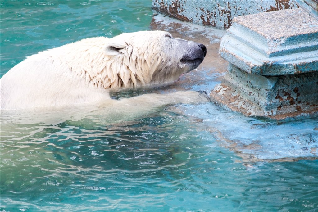 動物園で初撮り』 パナソニック LUMIX DMC-FZ300 のクチコミ掲示板