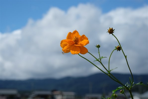 X T10で撮った写真を掲載しましょう Part 2 富士フイルム Fujifilm X T10 レンズキット のクチコミ掲示板 価格 Com