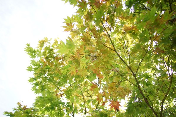 シグマ 20-40mm F2.8 EX DG ASPHERICAL [ソニー用]投稿画像・動画