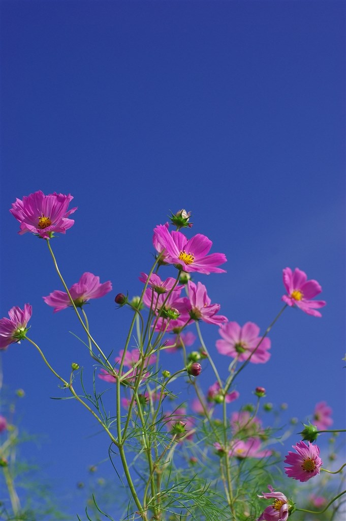 K3Ⅱとks2』 ペンタックス PENTAX K-3 II 16-85WR レンズキット K3Ⅱとks2』 ペンタックス PENTAX K-3 II 16-85WR レンズキット
