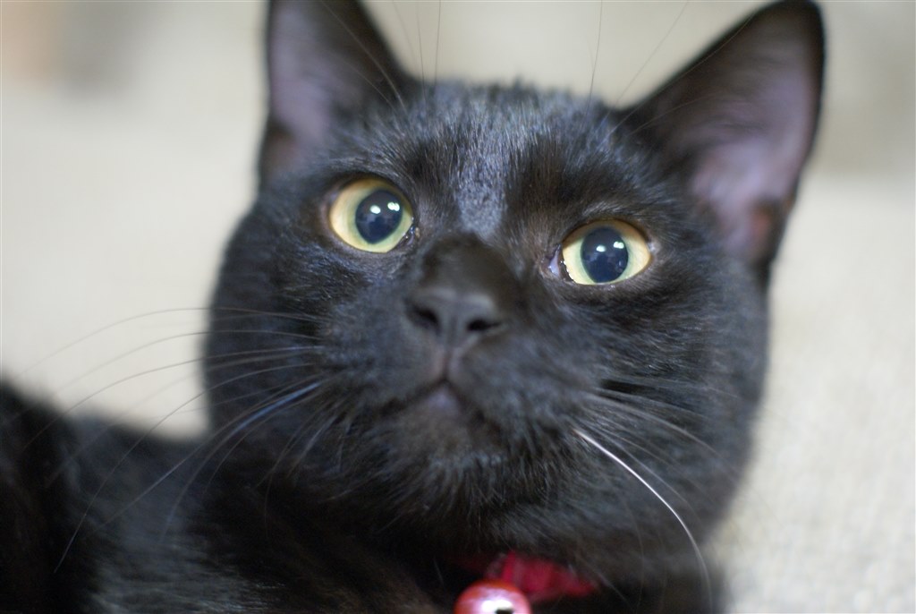 我が家の猫 ニコン Nikon 1 S1 ボディ のクチコミ掲示板 価格 Com