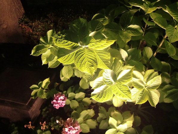 カシオ EXILIM ZOOM EX-Z450投稿画像・動画 - 価格.com