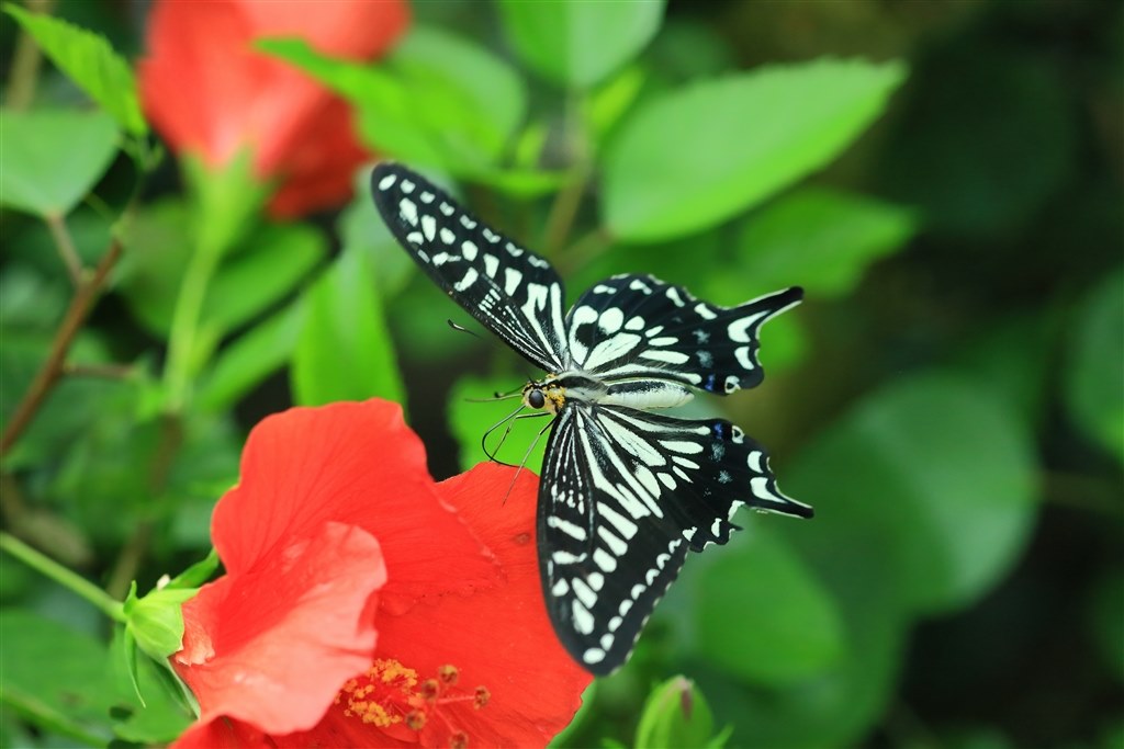 飛んでるチョウの撮り方 ニコン D7000 ボディ のクチコミ掲示板 価格 Com