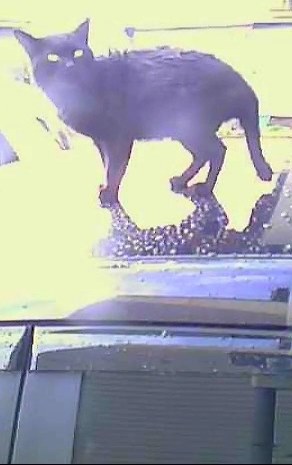 猫被害 クチコミ掲示板 価格 Com