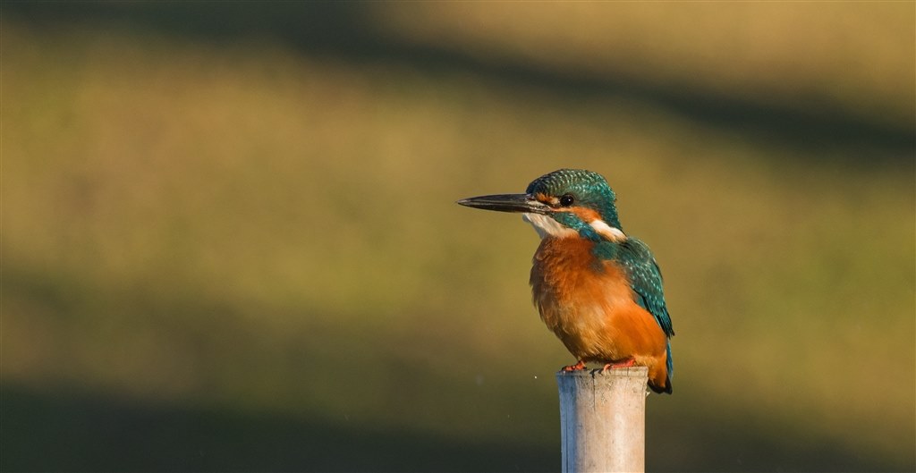 野鳥撮影』 ペンタックス PENTAX K-3 ボディ のクチコミ掲示板 - 価格.com