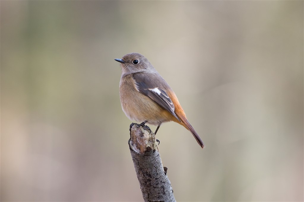 野鳥撮影』 ペンタックス PENTAX K-3 ボディ のクチコミ掲示板 - 価格.com