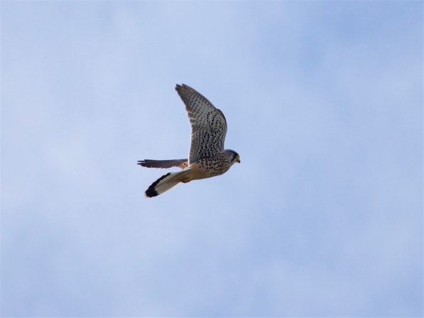 価格コム限定 モーキンズ 結成 第十弾x クチコミ掲示板 価格 Com