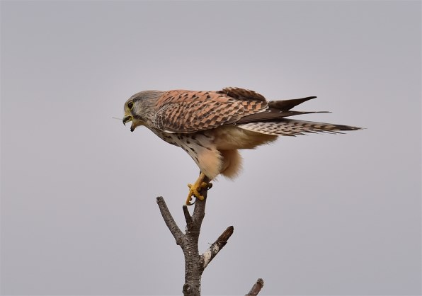 価格コム限定 モーキンズ 結成 第十弾x クチコミ掲示板 価格 Com