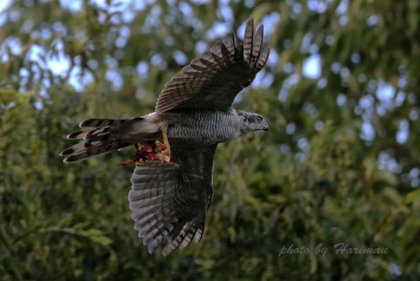 価格コム限定 モーキンズ 結成 第十弾x クチコミ掲示板 価格 Com