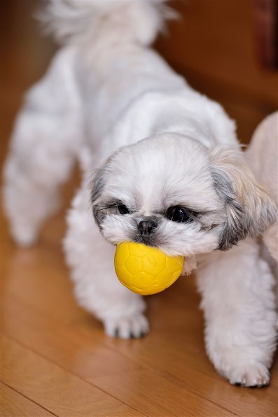 ワンコ、ネコ、鳥など動物作例集ひろば』 クチコミ掲示板 - 価格.com