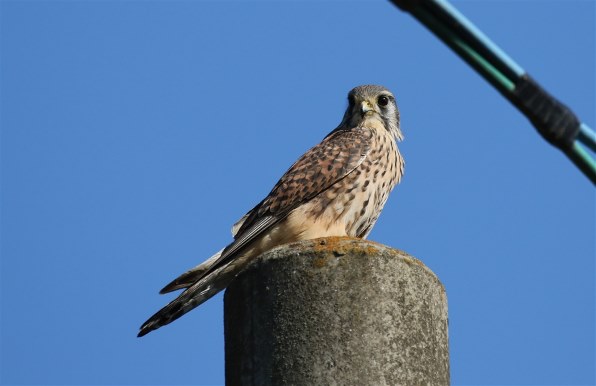 価格コム限定 モーキンズ 結成 第十弾x クチコミ掲示板 価格 Com