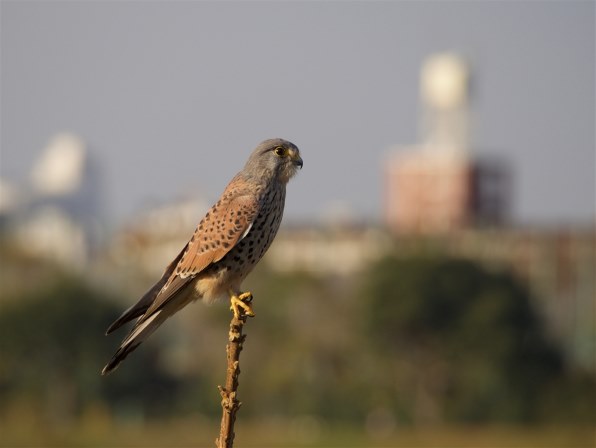 価格コム限定 モーキンズ 結成 第十弾x クチコミ掲示板 価格 Com