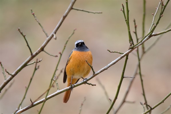 MVH500AH マンフロット プロフルードビデオ雲台60mm フラットベース Manfrotto プロフルード ビデオ雲台 60mm フラットベース MVH500AH