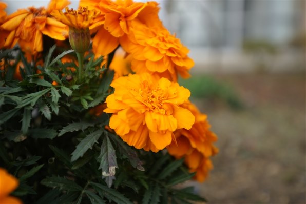 SONY Vario-Sonnar T* 16-35mm F2.8 ZA SSM SAL1635Z投稿画像 SONY Vario-Sonnar T* 16-35mm F2.8 ZA SSM SAL1635Z投稿画像
