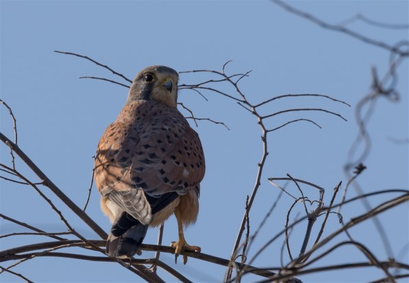 ★訳アリ★シグマ 500mm F4.5 APO ZEN ソニー ミノルタ A/α シグマ 500mm F4.5 APO ZENというレンズ | うさぎ小屋の日常