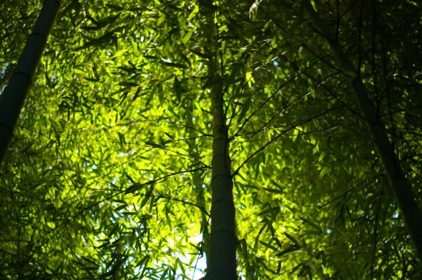 ペンタックス PENTAX ist DL2 【作例あり】 ペンタックス PENTAX *ist DL2 レンズキットで撮影された写真