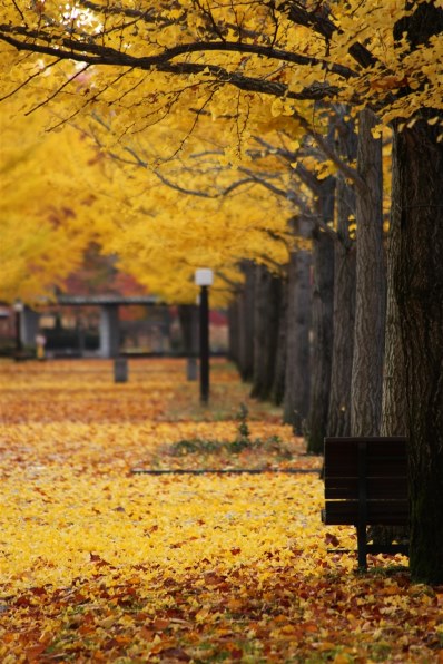 CANON EF100-300mm F4.5-5.6 USM投稿画像・動画 - 価格.com