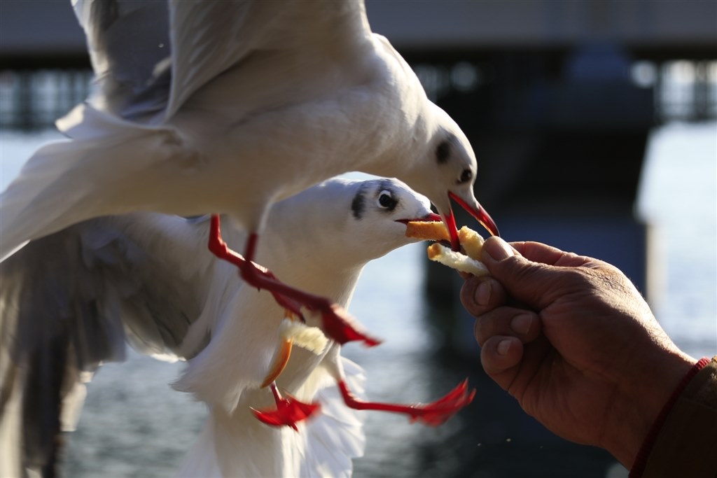 動態AF について』 CANON EOS 70D ボディ のクチコミ掲示板 - 価格.com