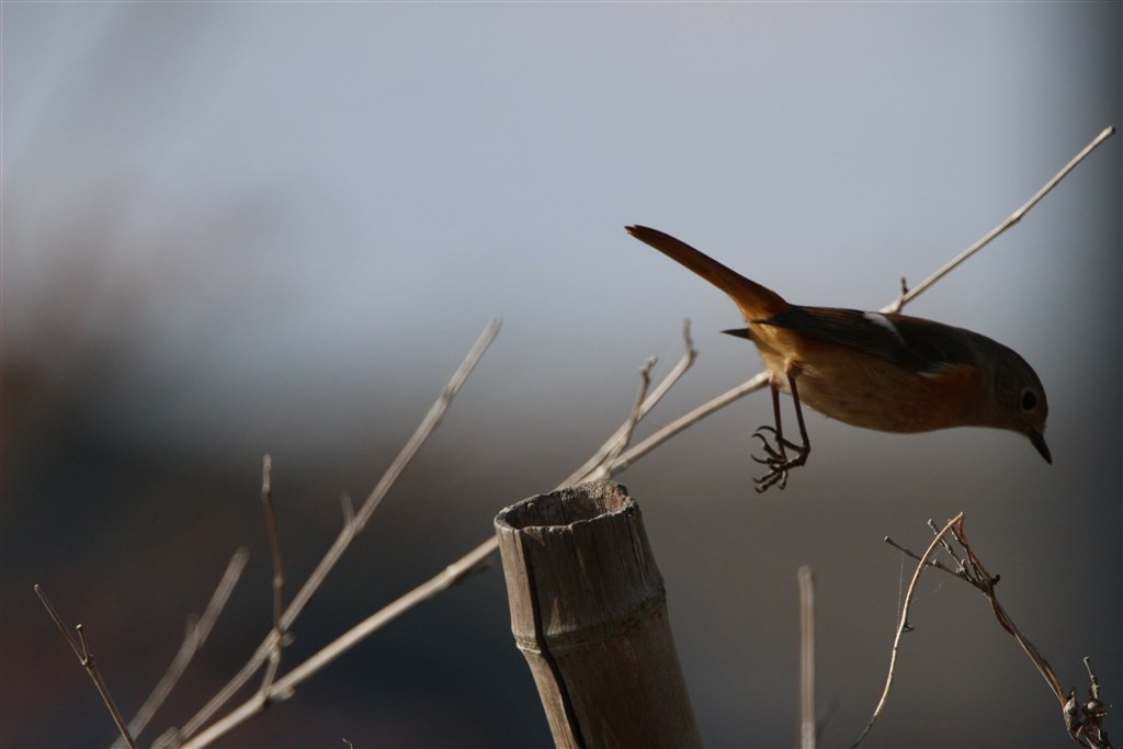 動態AF について』 CANON EOS 70D ボディ のクチコミ掲示板 - 価格.com