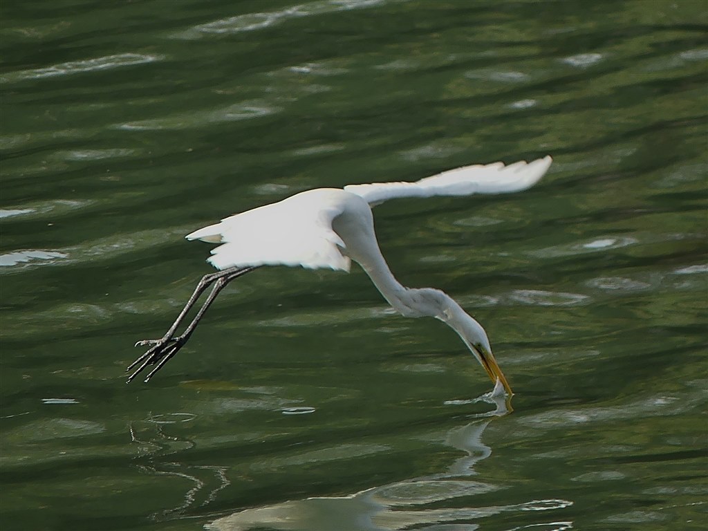 FZ300にドットサイトを付けてみました．』 パナソニック LUMIX DMC