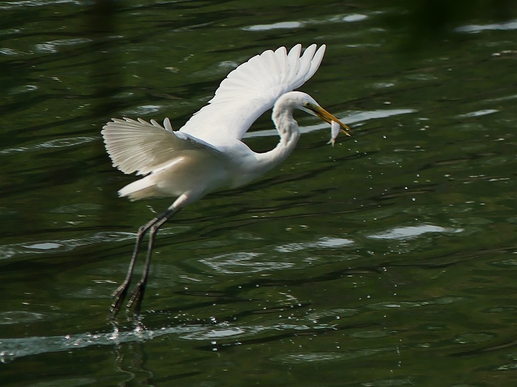 FZ300にドットサイトを付けてみました．』 パナソニック LUMIX DMC