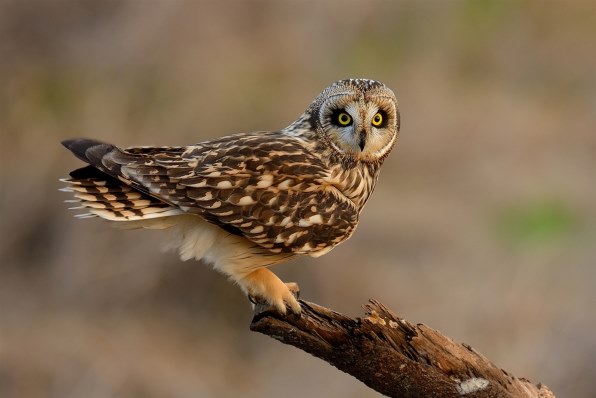 ニコン AF-S NIKKOR 600mm f/4G ED VR投稿画像・動画 - 価格.com