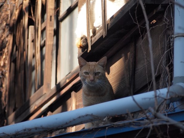 優雅なグレーヘアーとブルーの目が美しいシャム猫のフィギュリン 優雅なグレーヘアーとブルーの目が美しいシャム猫のフィギュリン
