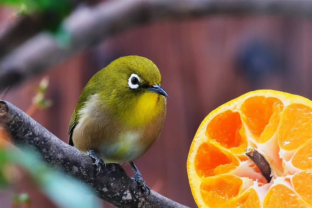 TCON-17 (X-T10)メジロ 01・17』 富士フイルム フジノンレンズ