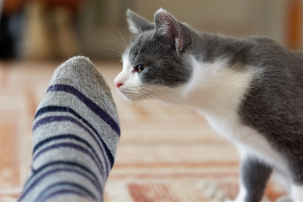 あなたが好きなネコの写真を見せて頂けませんか？Part15』 クチコミ 