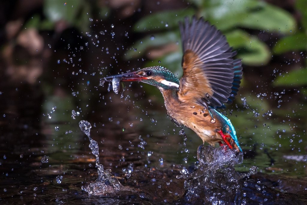 野鳥撮影に！Canon 7d mark II！EOS キヤノン ネイチャースナップのすすめ｜キヤノン EOS 7D Mark IIで撮る