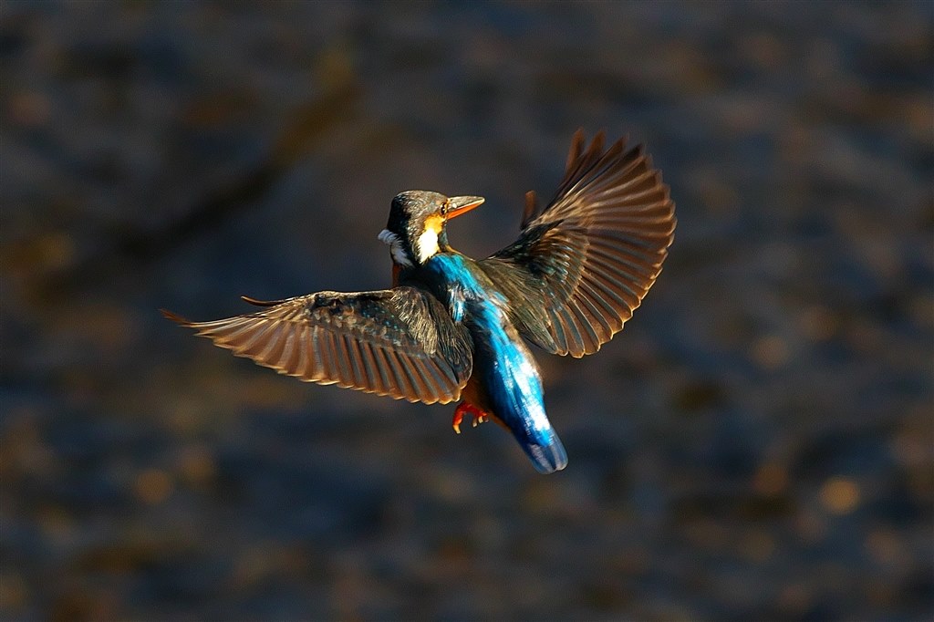 野鳥】動体撮影のコツ』 CANON EOS 7D Mark II ボディ の