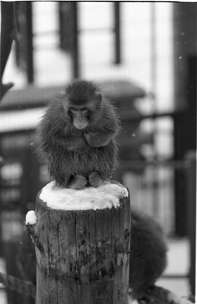 Nikon F5 購入しました！』 ニコン F5 ボディ のクチコミ掲示板 - 価格.com