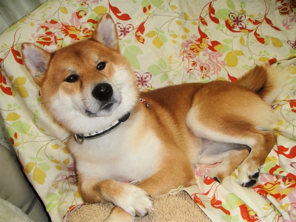 SONY Cyber-shot DSC-T90 ブラウン SONY サイバーショット DSC-T90で