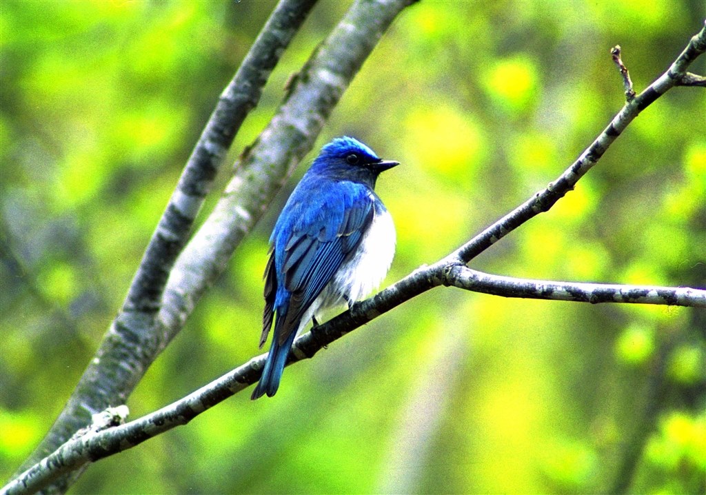 スズメスズメ ハマった鳥はなんでした?』 ペンタックス smc PENTAX-DA☆ 300mm
