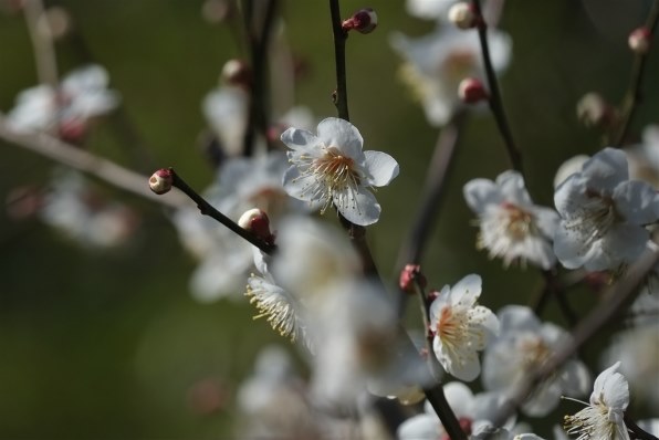 FUJIFILM X-E1 同好会ーPART2』 富士フイルム FUJIFILM X-E1 レンズ