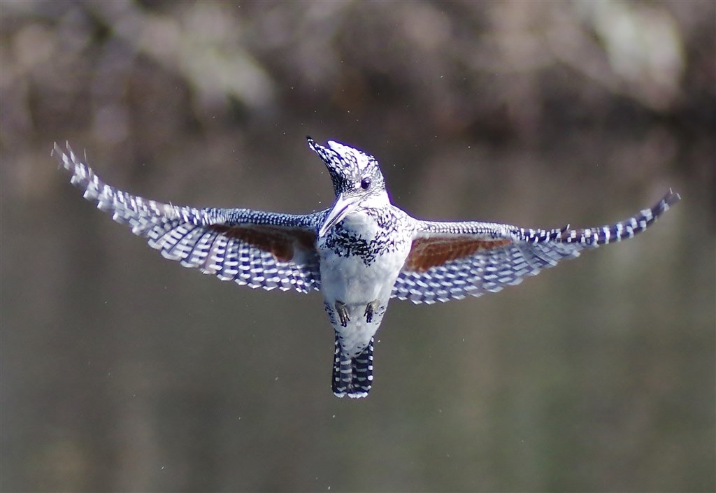ハマった鳥はなんでした ペンタックス Smc Pentax Da 300mm F4ed If Sdm のクチコミ掲示板 価格 Com