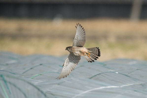 価格コム限定 モーキンズ 結成 第十一弾xｉ クチコミ掲示板 価格 Com