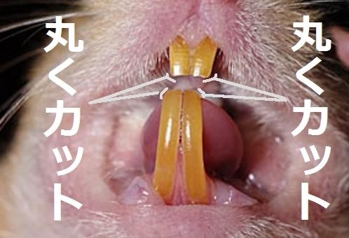 ゴルハムの多頭飼い ハムスター ゴールデンハムスター のクチコミ掲示板 価格 Com