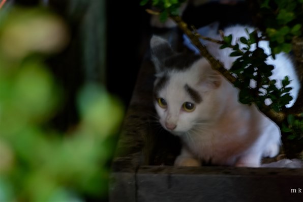 シュレディンガーの猫 _tamron 28-300mm macro❤️ シュレディンガーの猫 _tamron 28-300mm macro