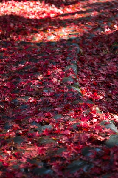 京セラ Carl Zeiss Apo Makro Planar T* 120mm F4で撮影された 京セラ Carl Zeiss Apo Makro Planar T* 120mm F4で撮影された