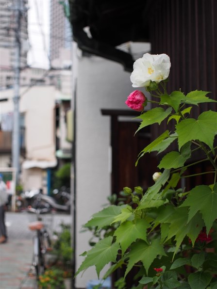シグマ 30mm F2.8 EX DN [マイクロフォーサーズ用]で撮影された