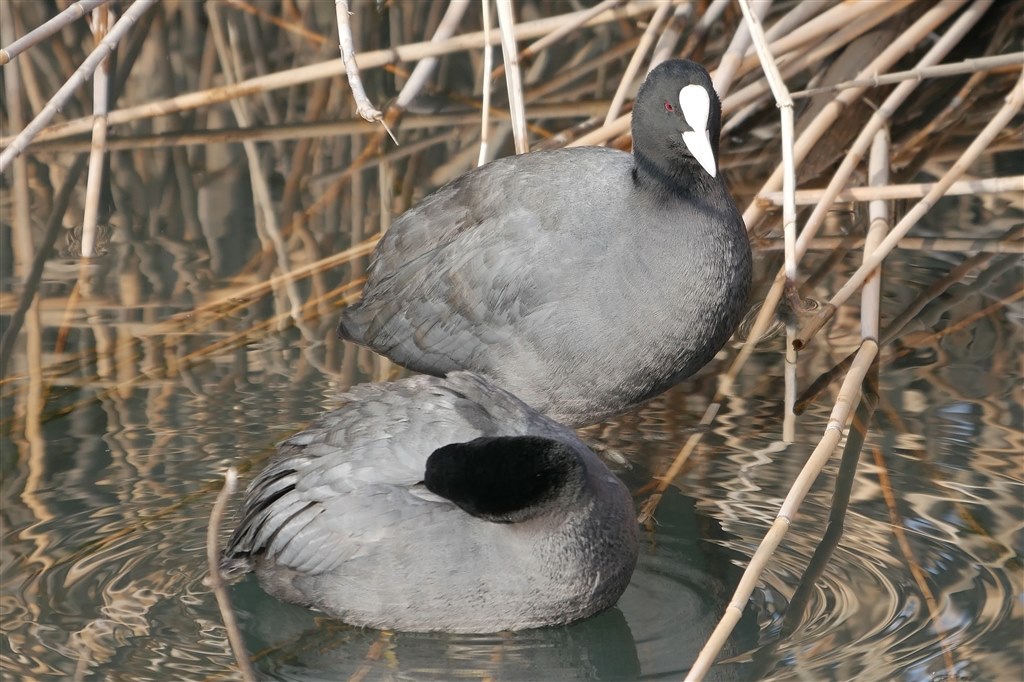 K3 Borgとの野鳥撮影比較 パナソニック Leica Dg Vario Elmar 100 400mm F4 0 6 3 Asph Power O I S H Rs のクチコミ掲示板 価格 Com