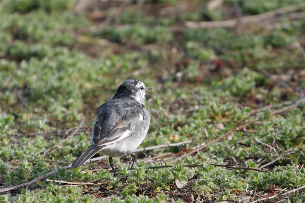 K3 Borgとの野鳥撮影比較 パナソニック Leica Dg Vario Elmar 100 400mm F4 0 6 3 Asph Power O I S H Rs のクチコミ掲示板 価格 Com