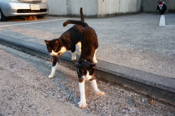 あなたが好きなネコの写真を見せて頂けませんか Part16 クチコミ掲示板 価格 Com