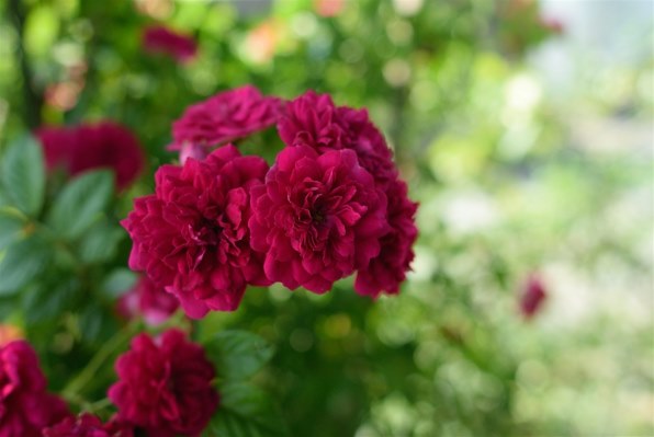 シグマ 28mm F1.8 EX DG ASPHERICAL MACRO [ニコン用]投稿画像・動画